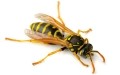wasp pest control springfield mo