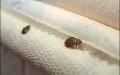 Bed Bugs On Bed Sheet