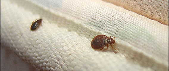 Bed Bugs On Bed Sheet