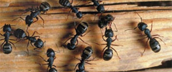 Carpenter Ants In Your House