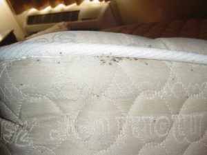 bed-bugs-in-mattress