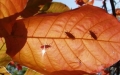 Autumn Pests