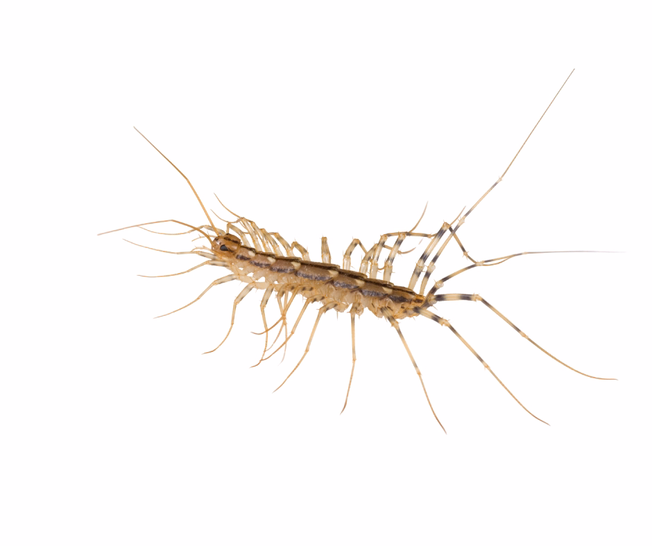 centipede