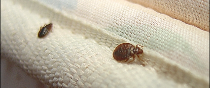 Unpacking Bed Bugs