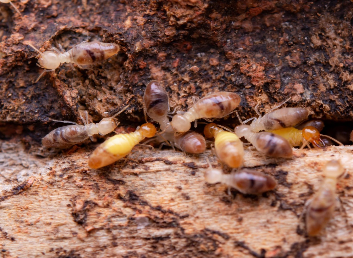 group of termites