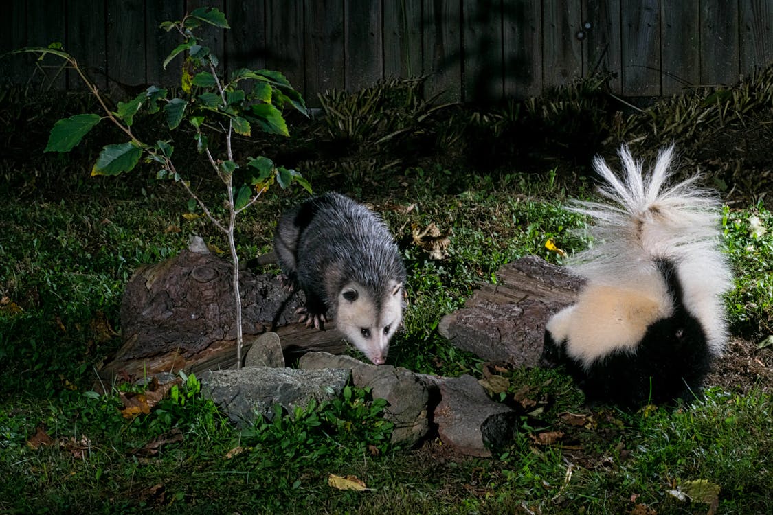 opossums