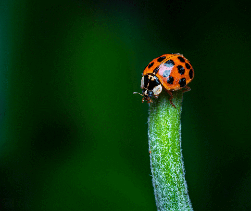 asian lady beetle springfield mo