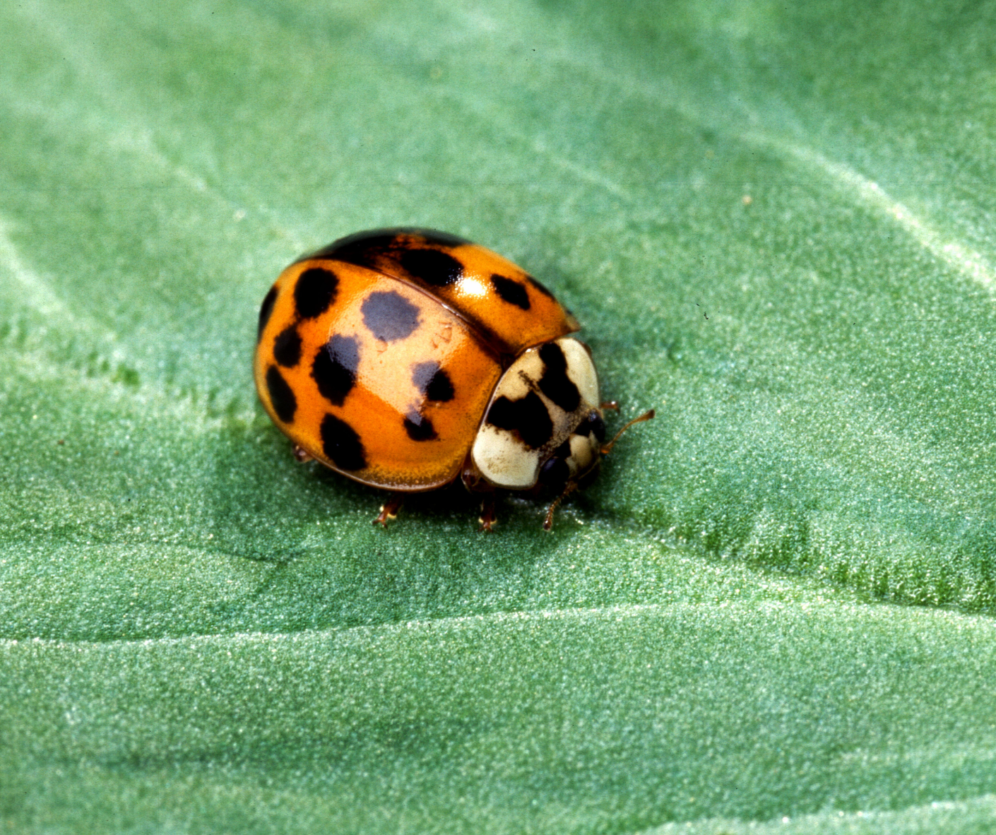 asian lady beetle on leaf