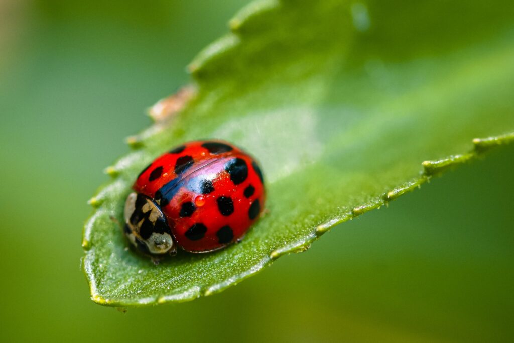 asian beetle on leaf