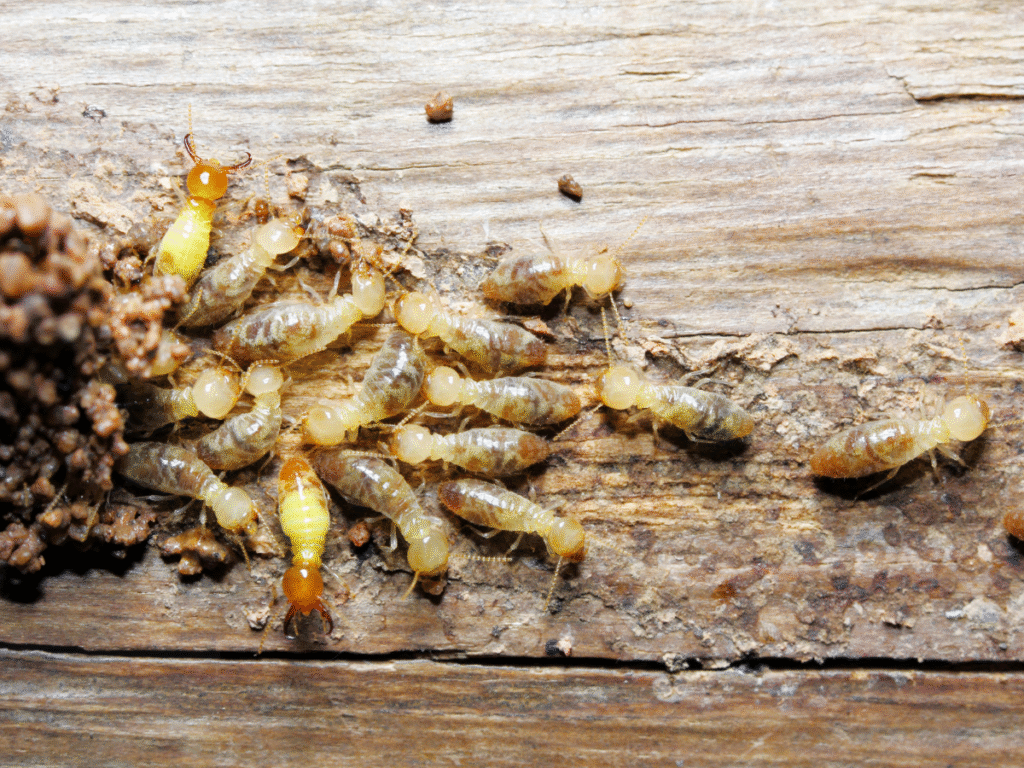 termites on wood
