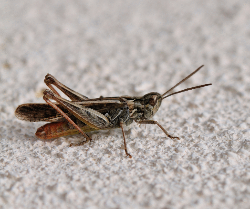 cricket in the home