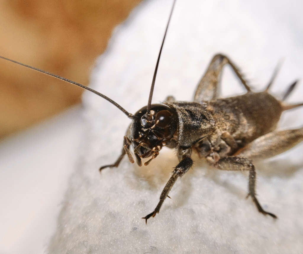 zoomed in photo of cricket