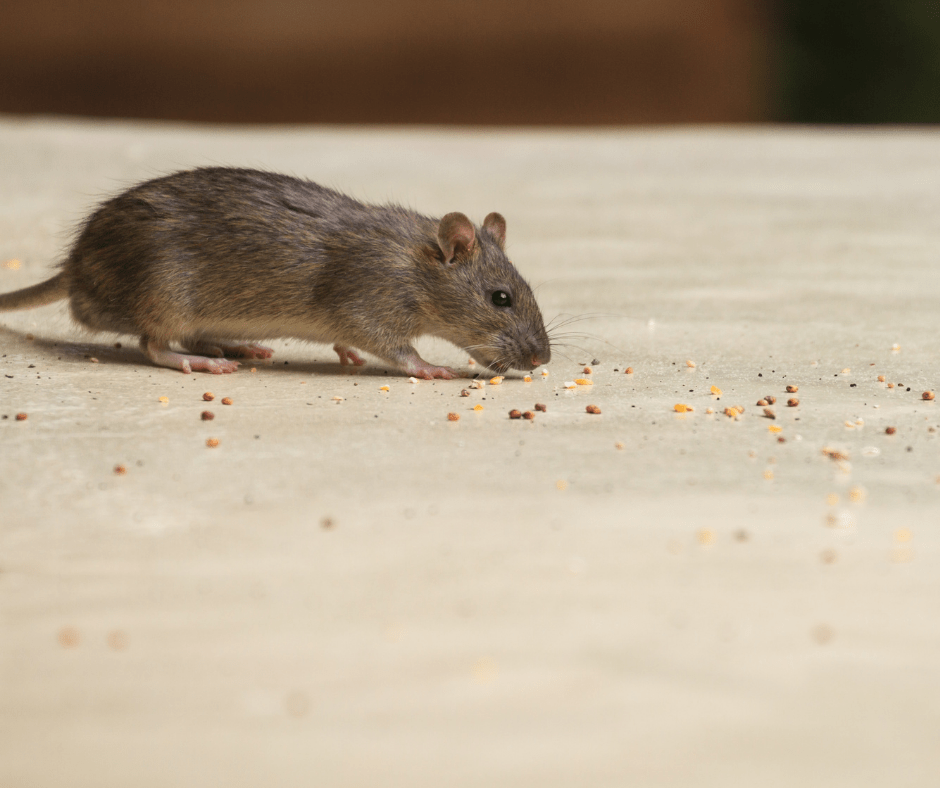 mouse eating crumbs in home