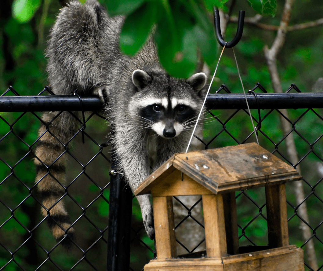 raccoon eating from bird feeder