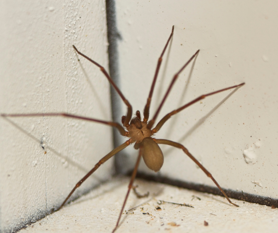 brown recluse spider
