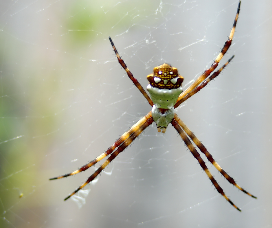 orb weaver spider