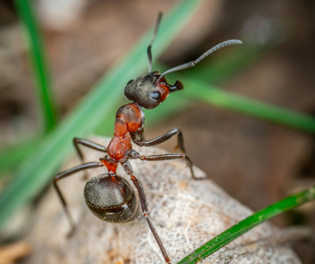 close up of ant