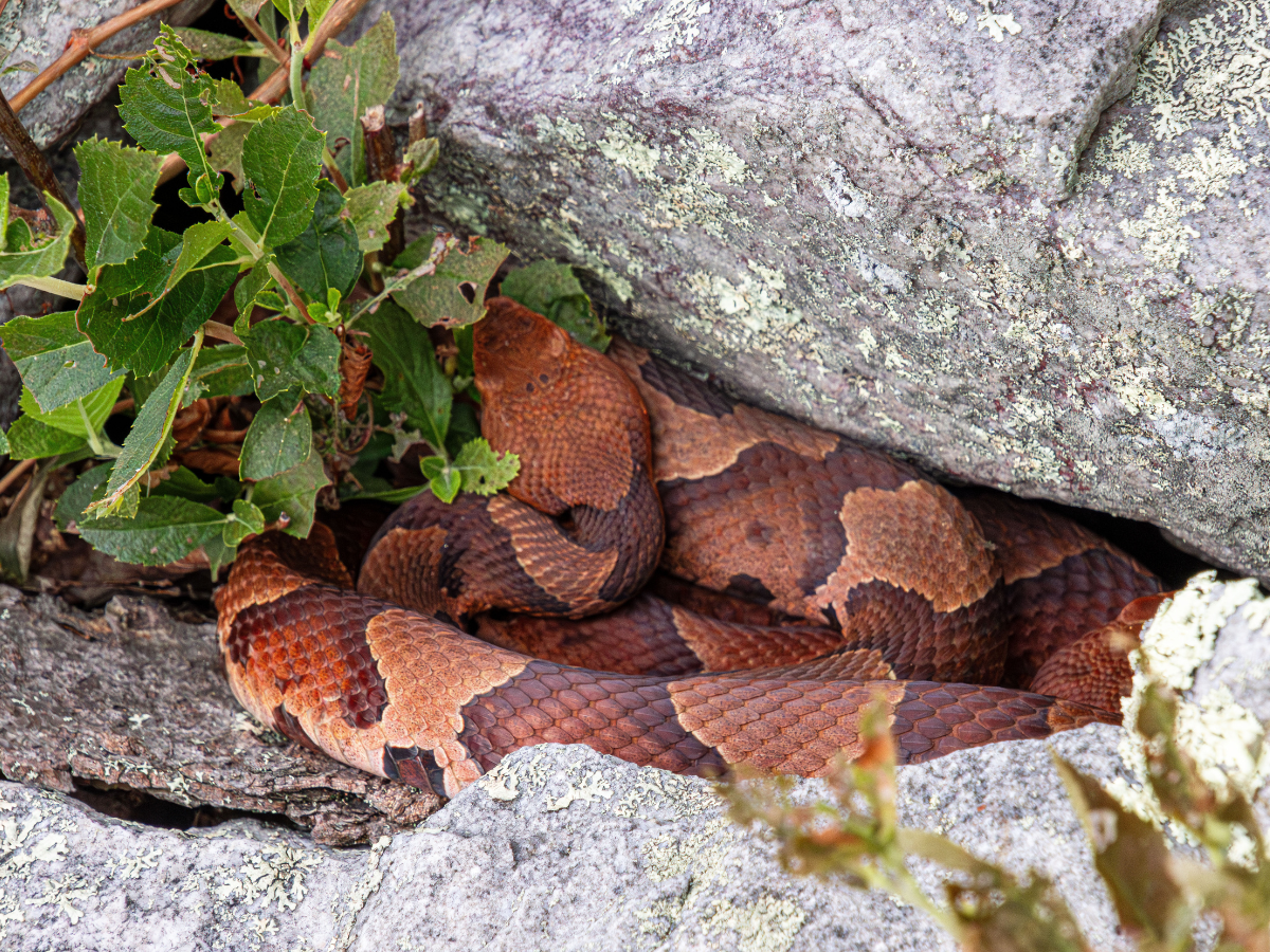 copperhead snake on the rocks