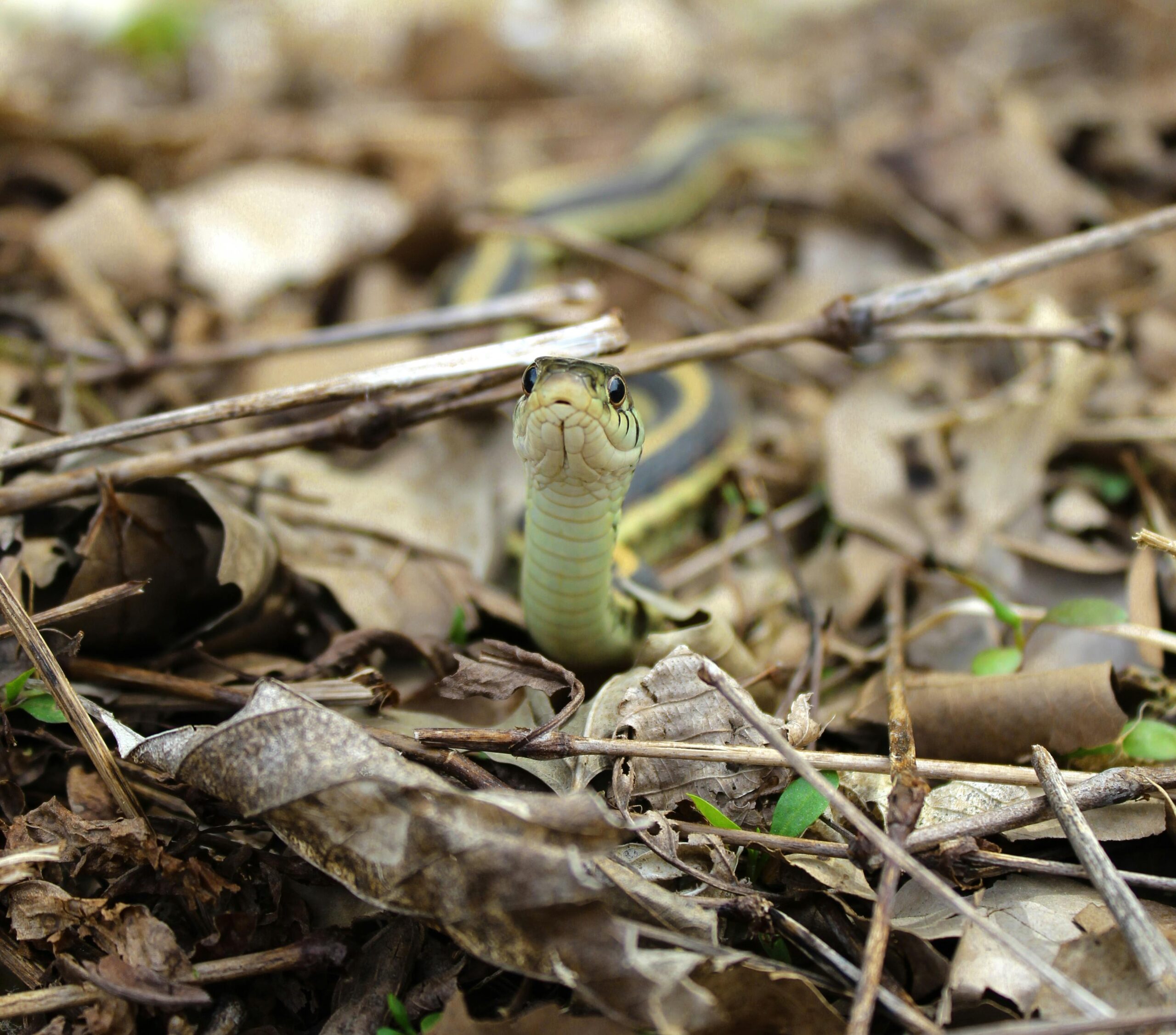 snake in grass