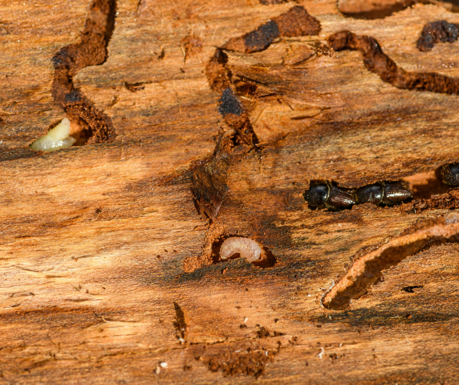termites mud tubes