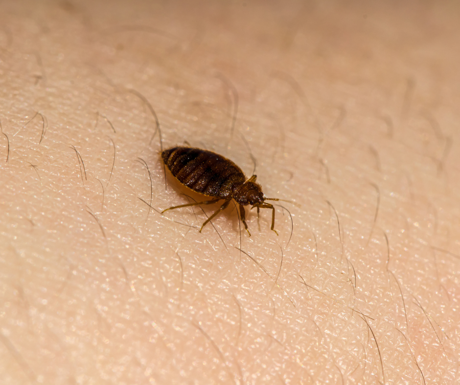 bed bugs springfield mo