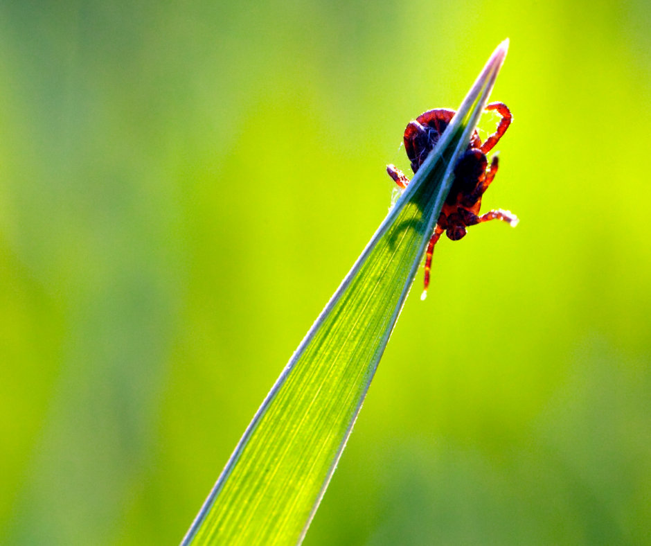 tick hiding in grass