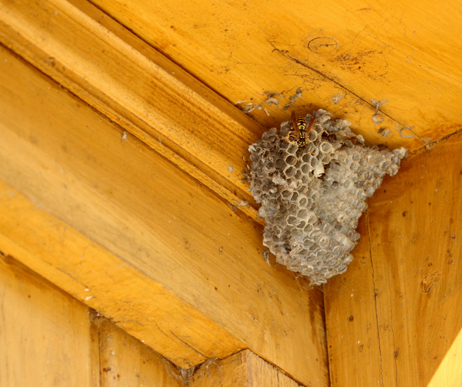 wasps next