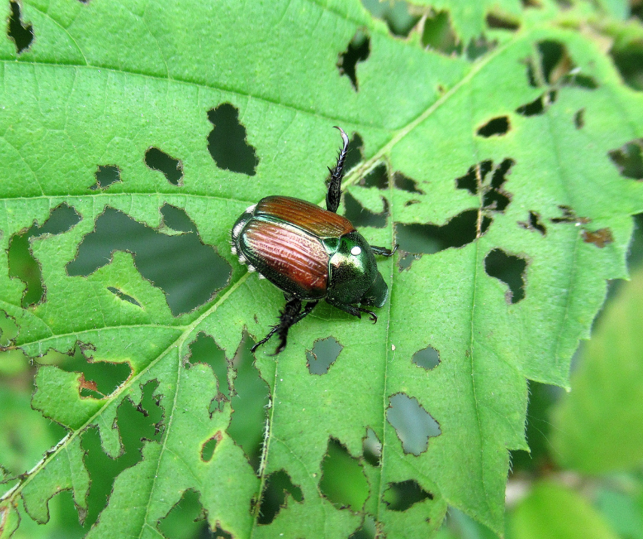japanese beetle on damaged leaf