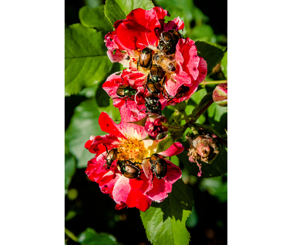 several japanese beetles on a flower