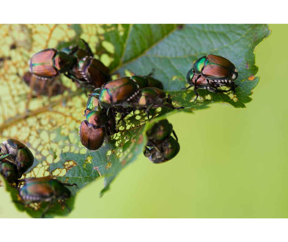 japanese beetle infestation