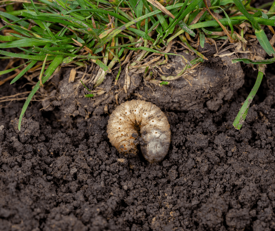 grub in soil