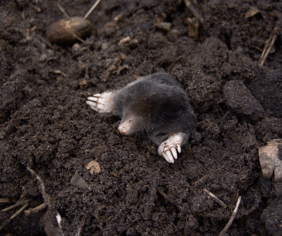 mole in yard
