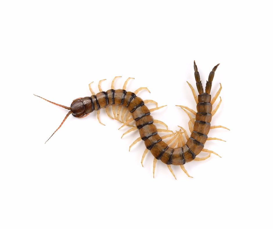 centipede