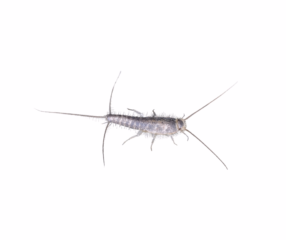 silverfish