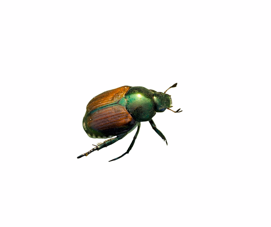 beetle