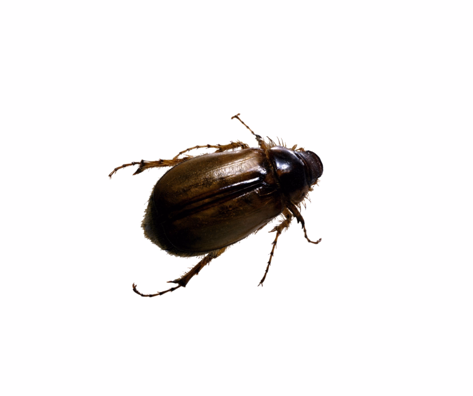june bug