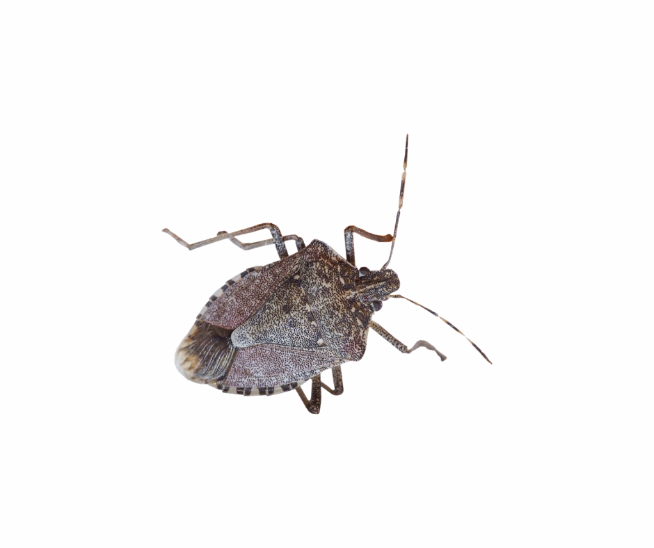stink bug