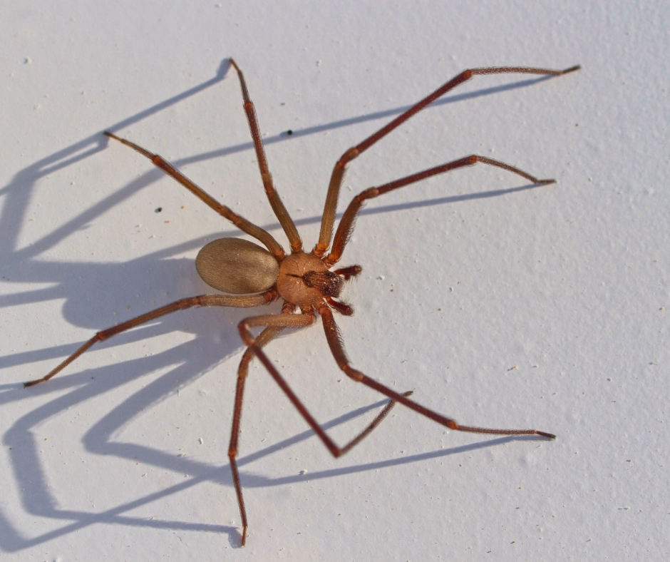 brown recluse spider