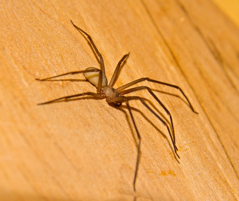 brown recluse spider