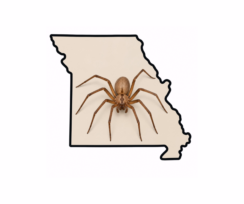 brown recluse spider in missouri