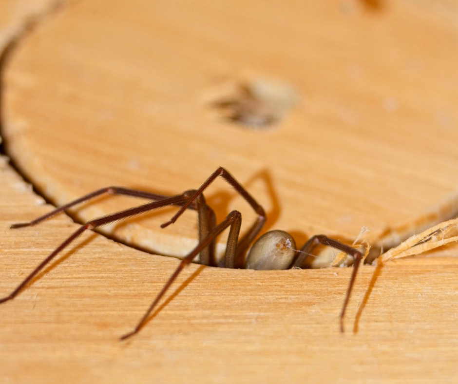 brown recluse spider hiding
