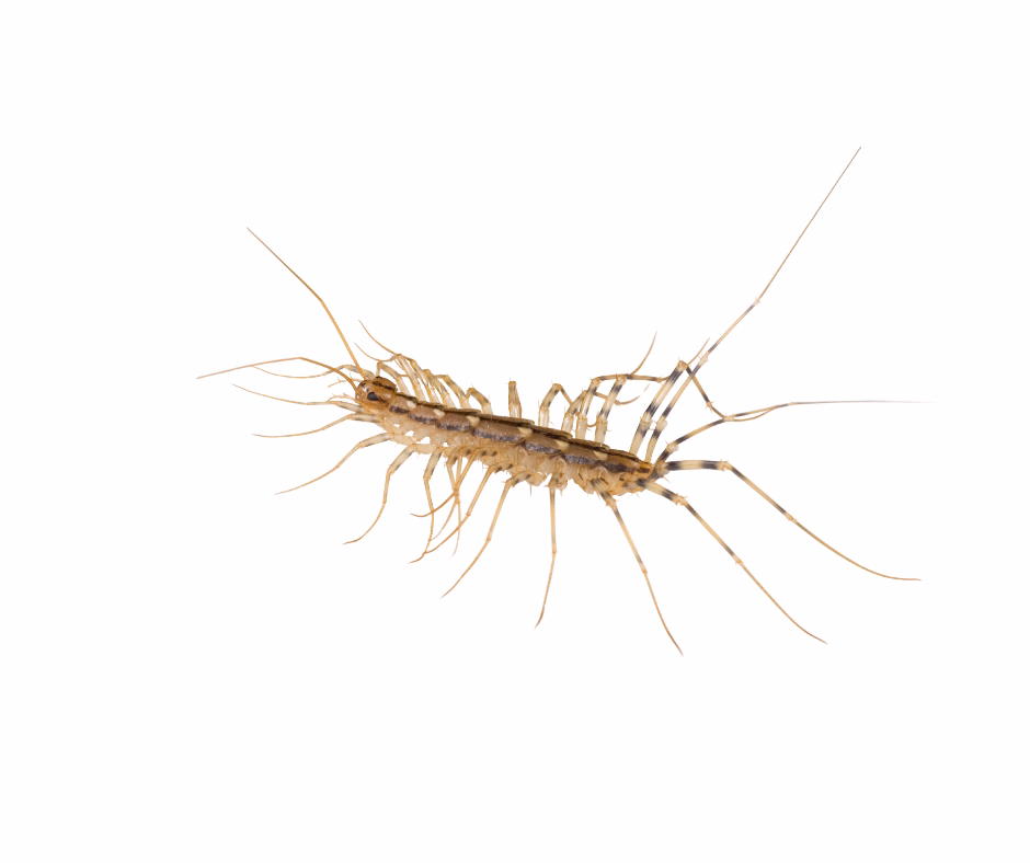 house centipede