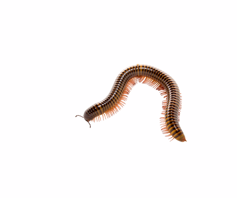 millipede