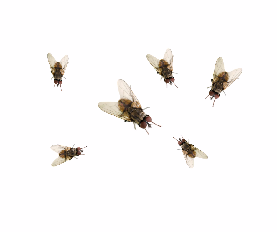 flies