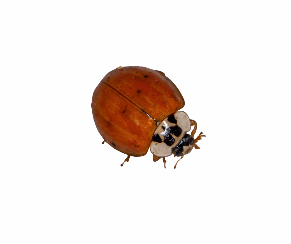 asian lady beetle