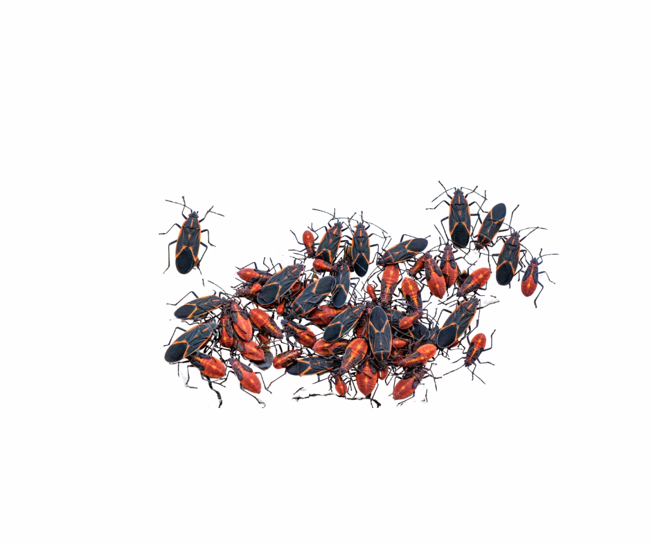 boxelder bugs