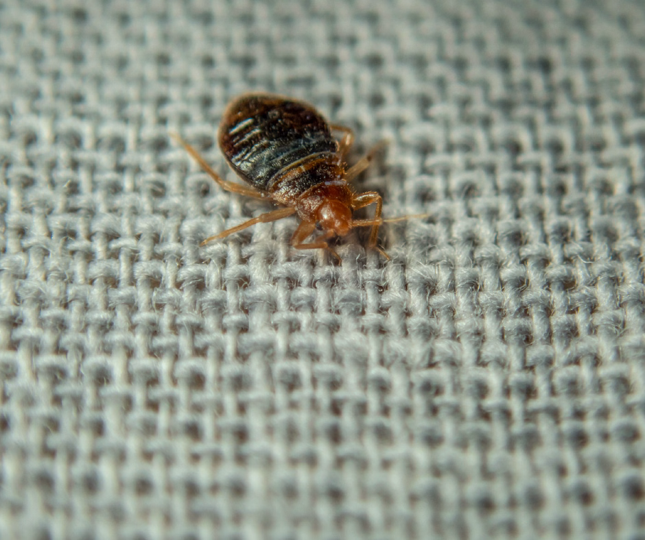 bed bug exterminator republic