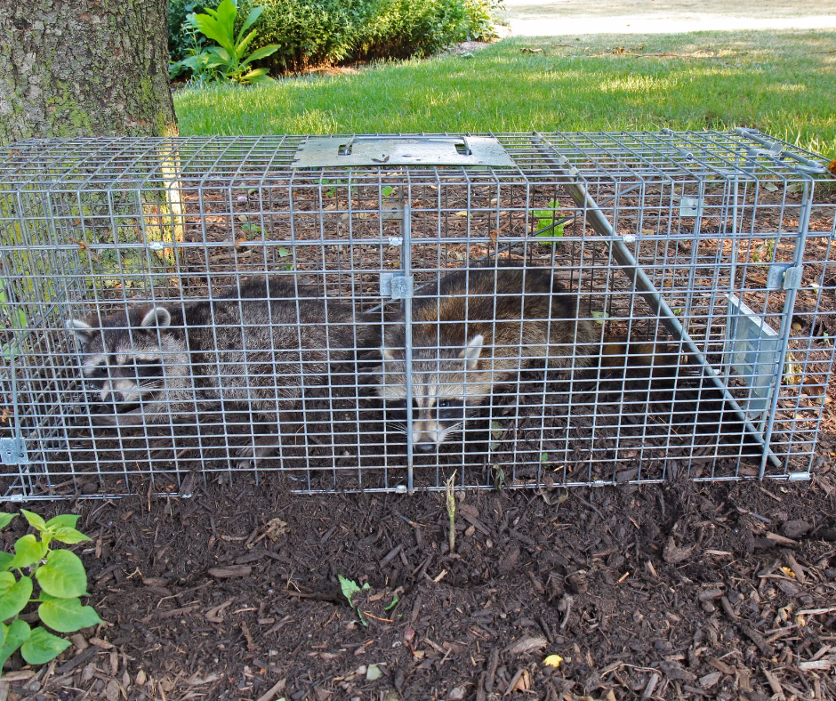 wildlife removal rogersville