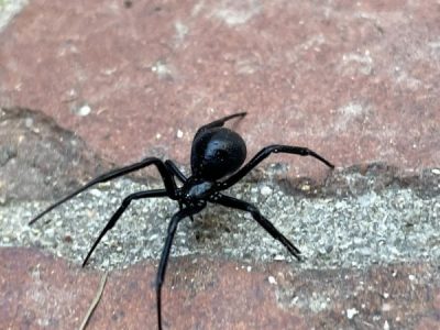 Black+Widow+in+Boise-+ID-1920w