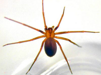 Brown recluse spider